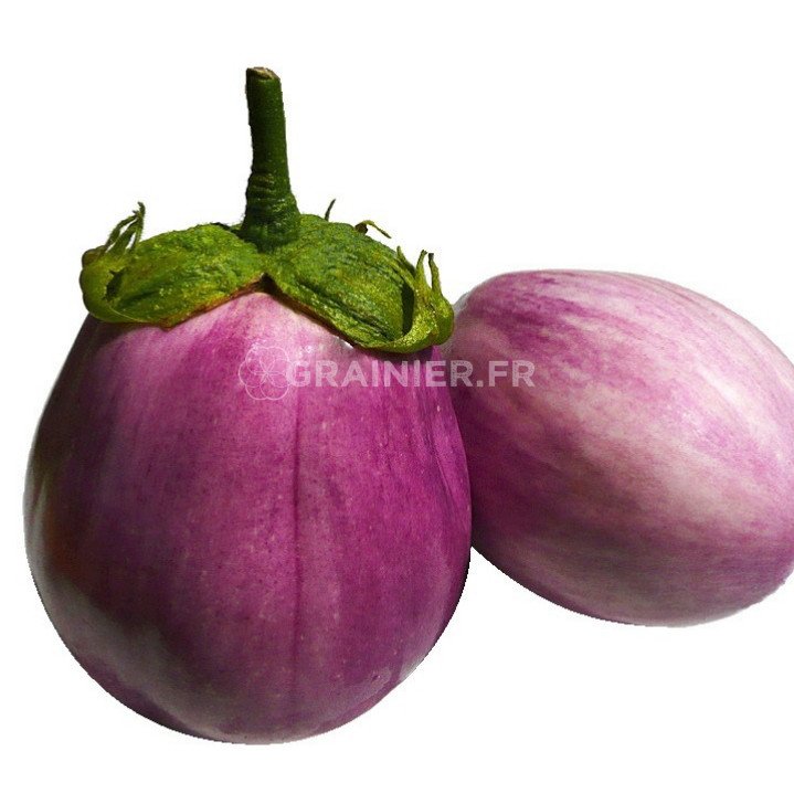 Round eggplants, Bianca Rotonda Sfumata Di Rosa image